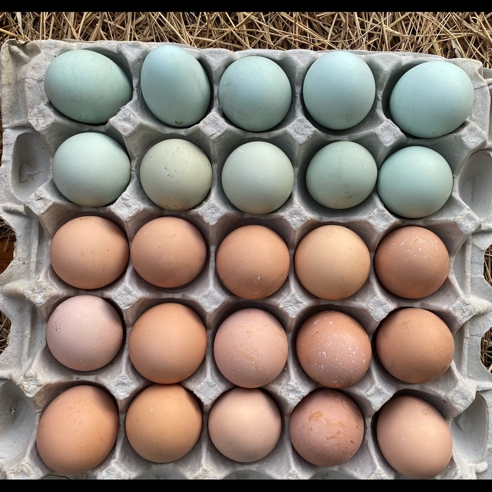 1 Doz - Assorted Multicolor Easter Basket Tray - Blue Pink Brown Green Natural